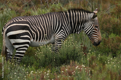 mountain zebra