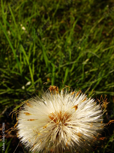 blow ball photo