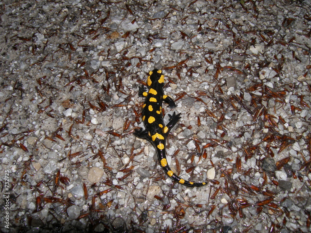 feuersalamander feuersalamander