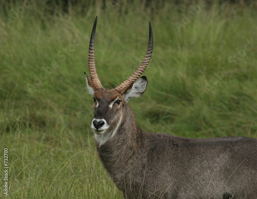 waterbuck photo