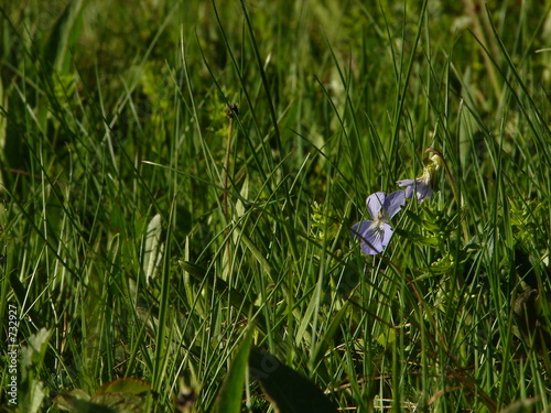 lonely pink  flower in grass photo