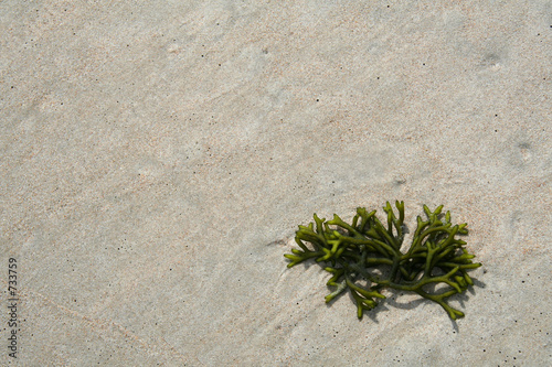 seaweed in the sand