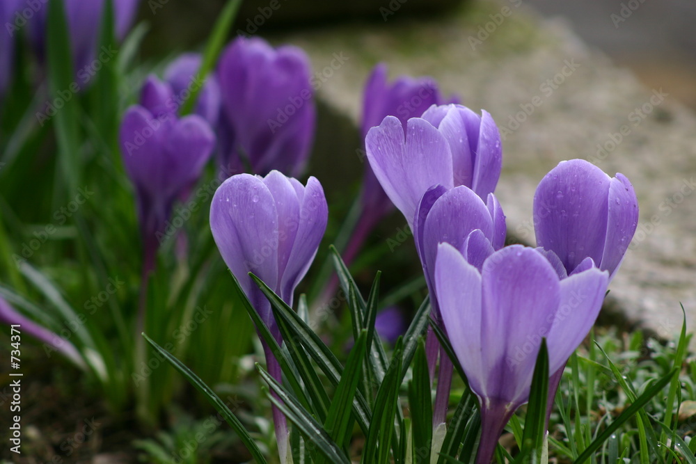 saffron flower