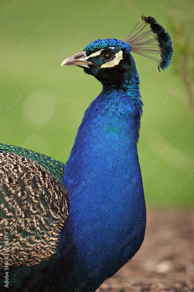 Obraz premium peacock turning head to left