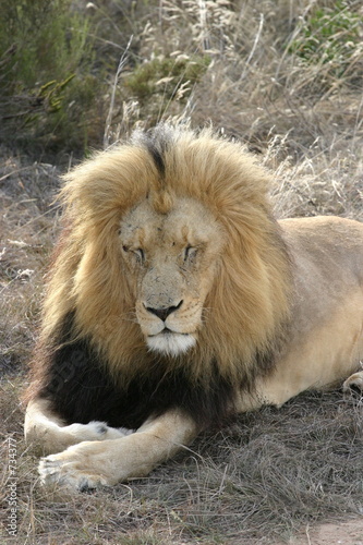 lion sleeping