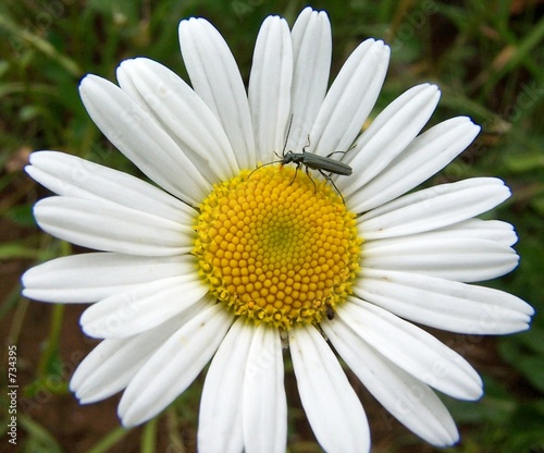 wucherblume margerite