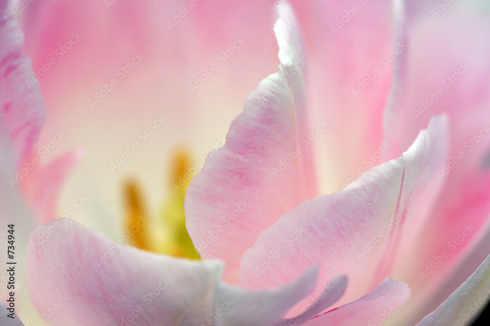 flower - pink tulip