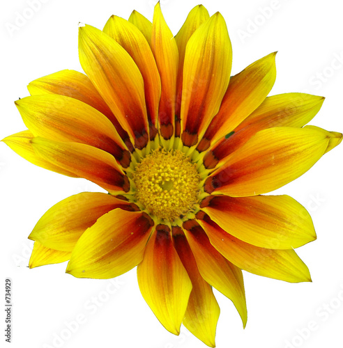 gazania