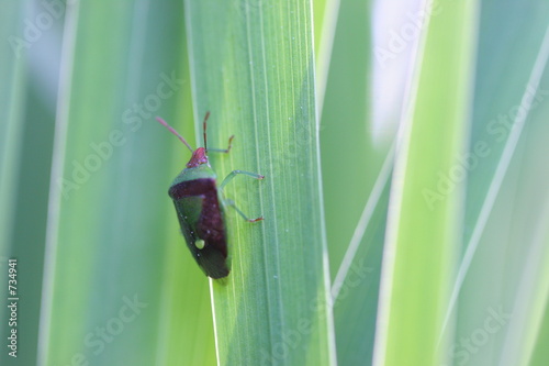 insect on grass