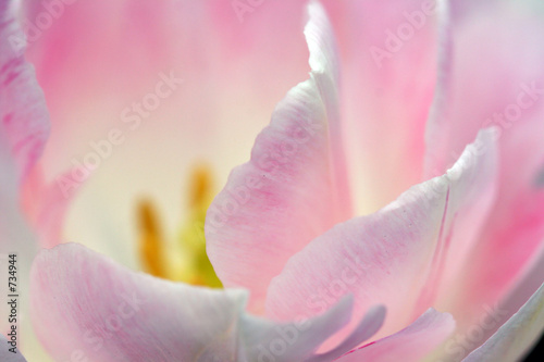 flower - pink tulip