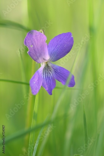 purple violet