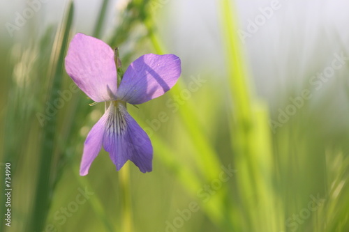 small purple violet