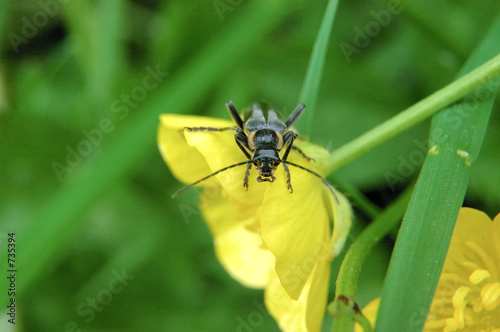 käfer auf butterblume
