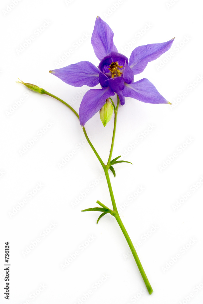 blue flower