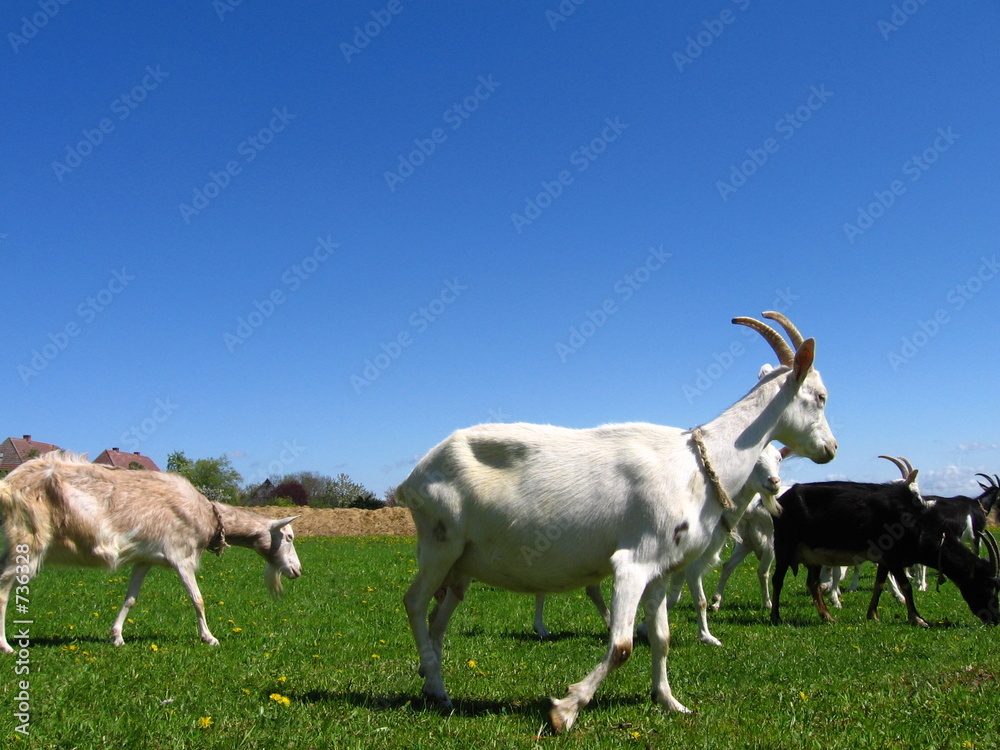 goats goats
