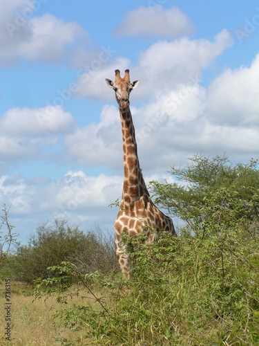 giraffe