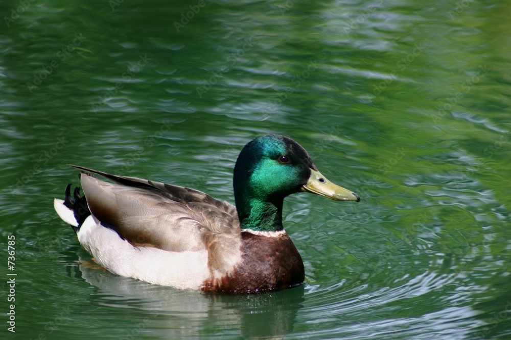 mallard duck in pond mallard duck in pond
