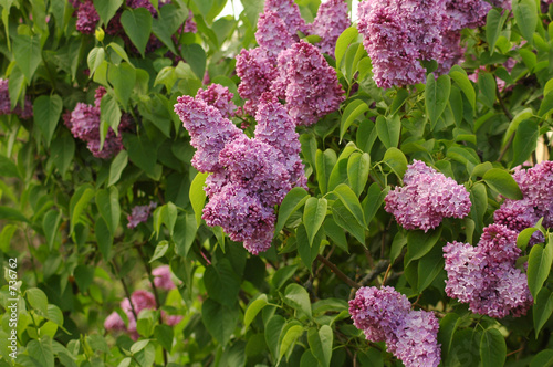 purple lilac 6629 photo