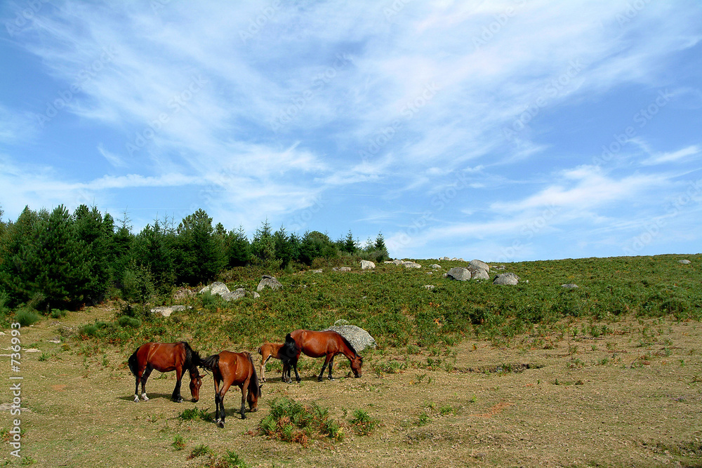 horses grazing in mountain