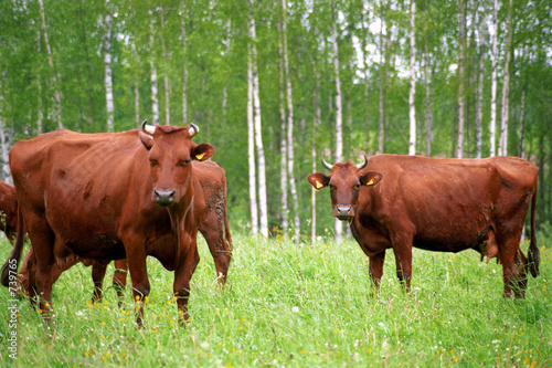 cows on pasture © jazzid