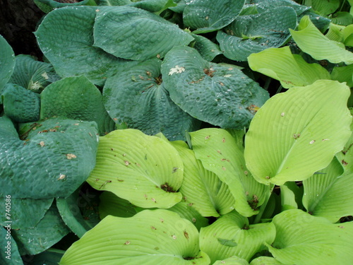hosta leaves 3