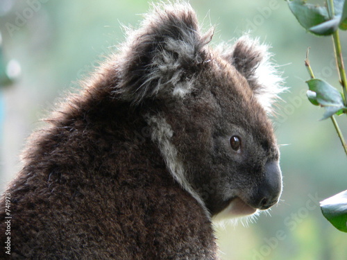 side view of a koala