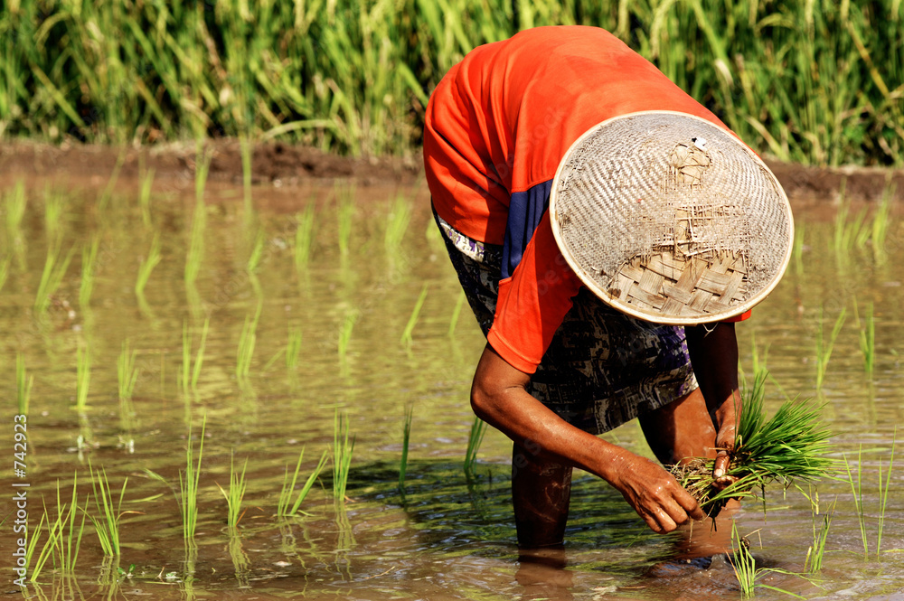 Fotografie indonesia, java: work in ricefield