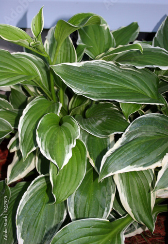 hostas