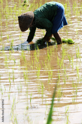 indonesia, java: work in ricefield