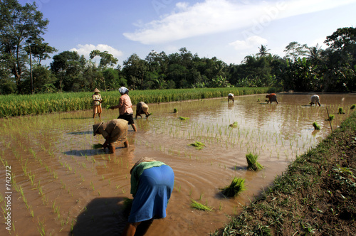 Fotografie indonesia, java: work in ricefield