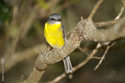 yellow robin