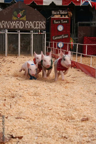 barnyard racers