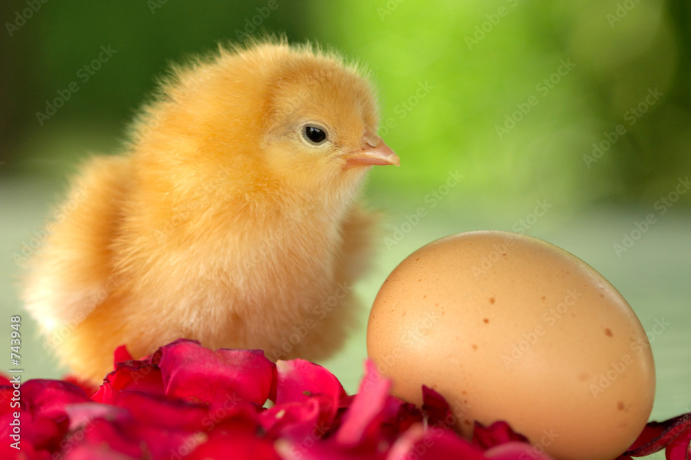 chick chick