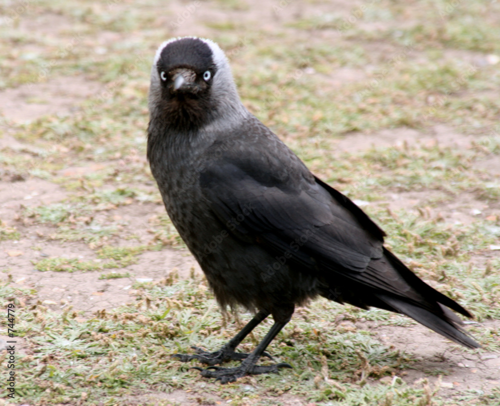 Fototapeta premium jackdaw