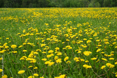 meadow and dandelions.