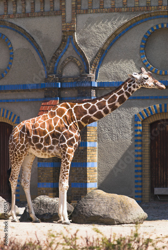 Photography giraffe standing against moorish building