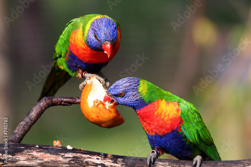 two rainbow lorikeet photo