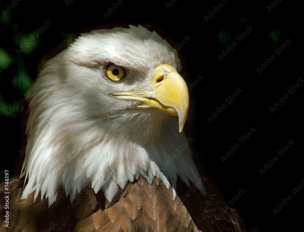 Obraz premium bald eagle
