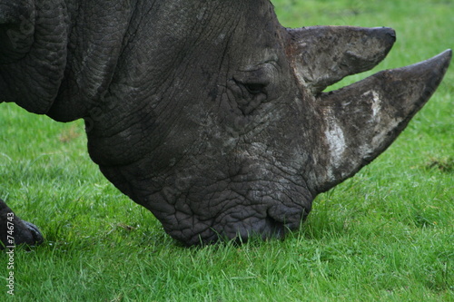 creased old rhino