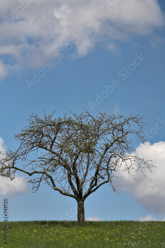 einsamer baum