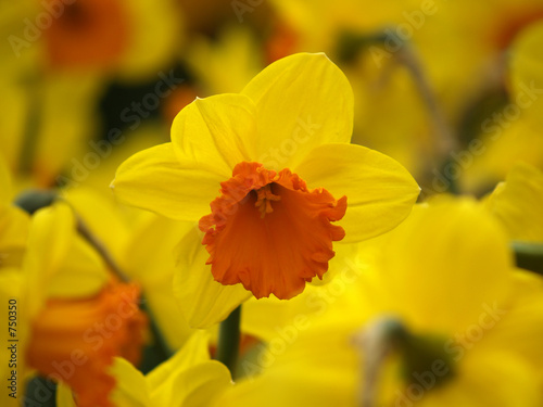 daffodils in bloom