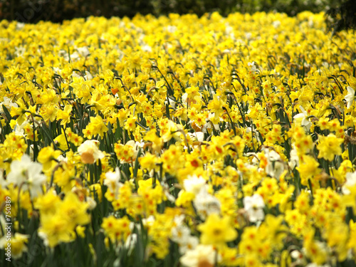 daffodils in bloom