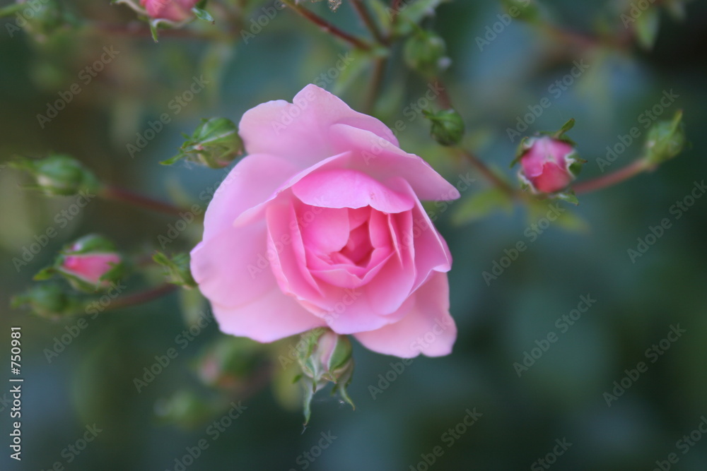 rosa rose mit blüten