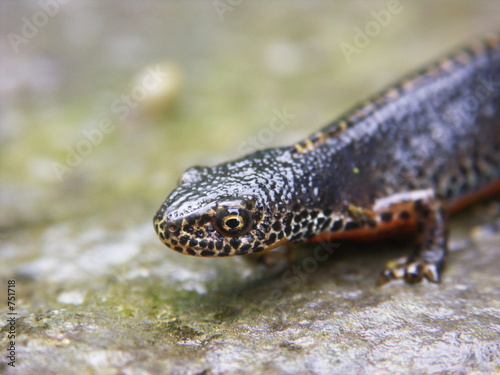 bergmolch portrait