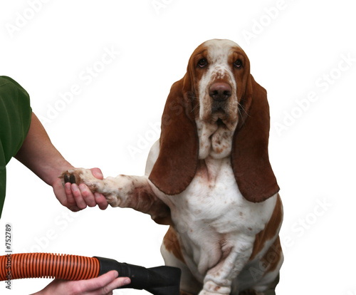 bassett hound