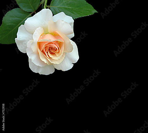 Fototapeta Naklejka Na Ścianę i Meble -  weisse rose auf schwarz