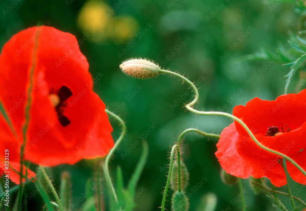 Obraz premium poppy seed