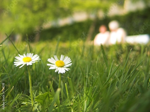 gänseblümchen