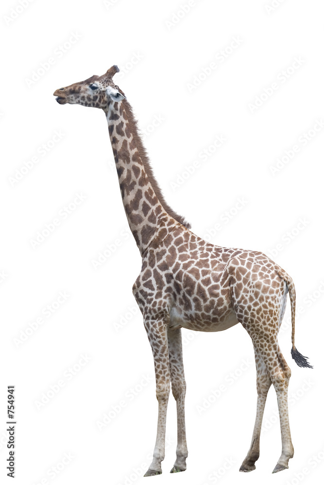 Fotografie giraffe