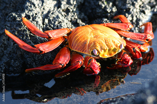 crabe rouge des galapagos